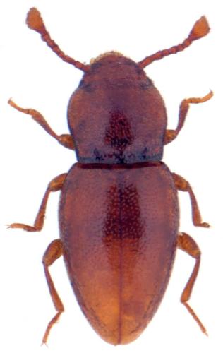 Réf. 348 744 : Merophysia formicaria